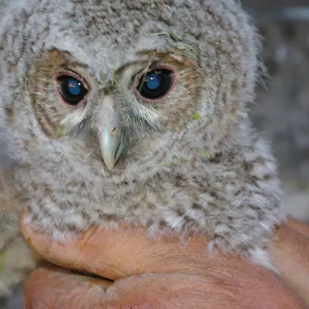 Couette-café La Castagnola *